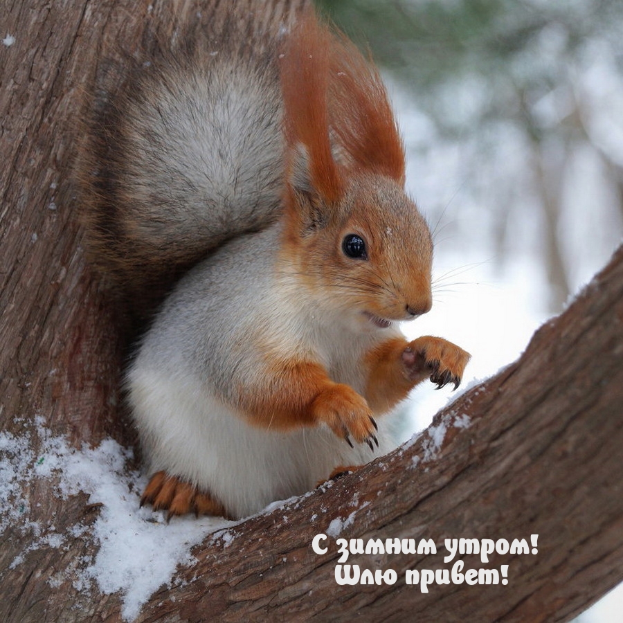 С зимним утром! Шлю привет!