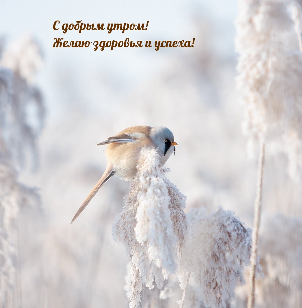 С добрым утром! Желаю здоровья и успеха!