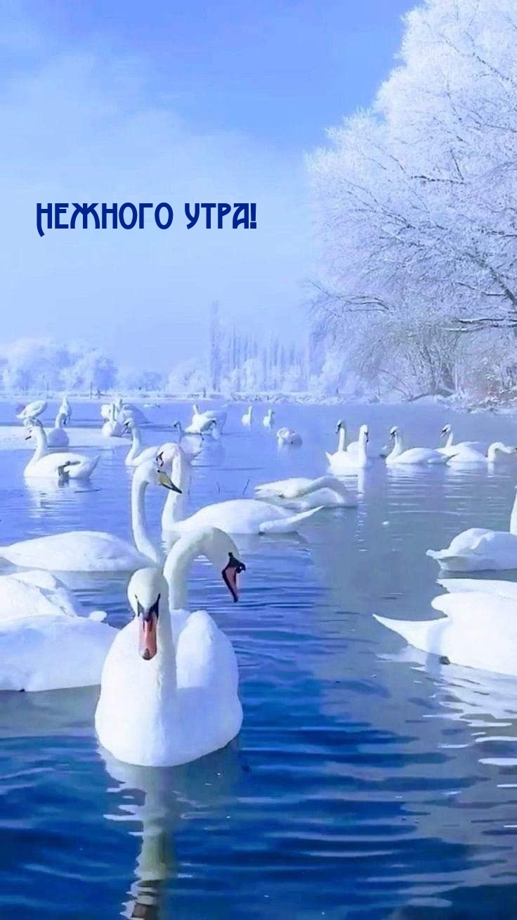 Нежного утра!