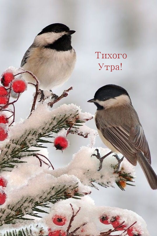 Тихого Утра!