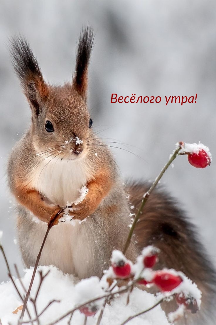 Весёлого утра!