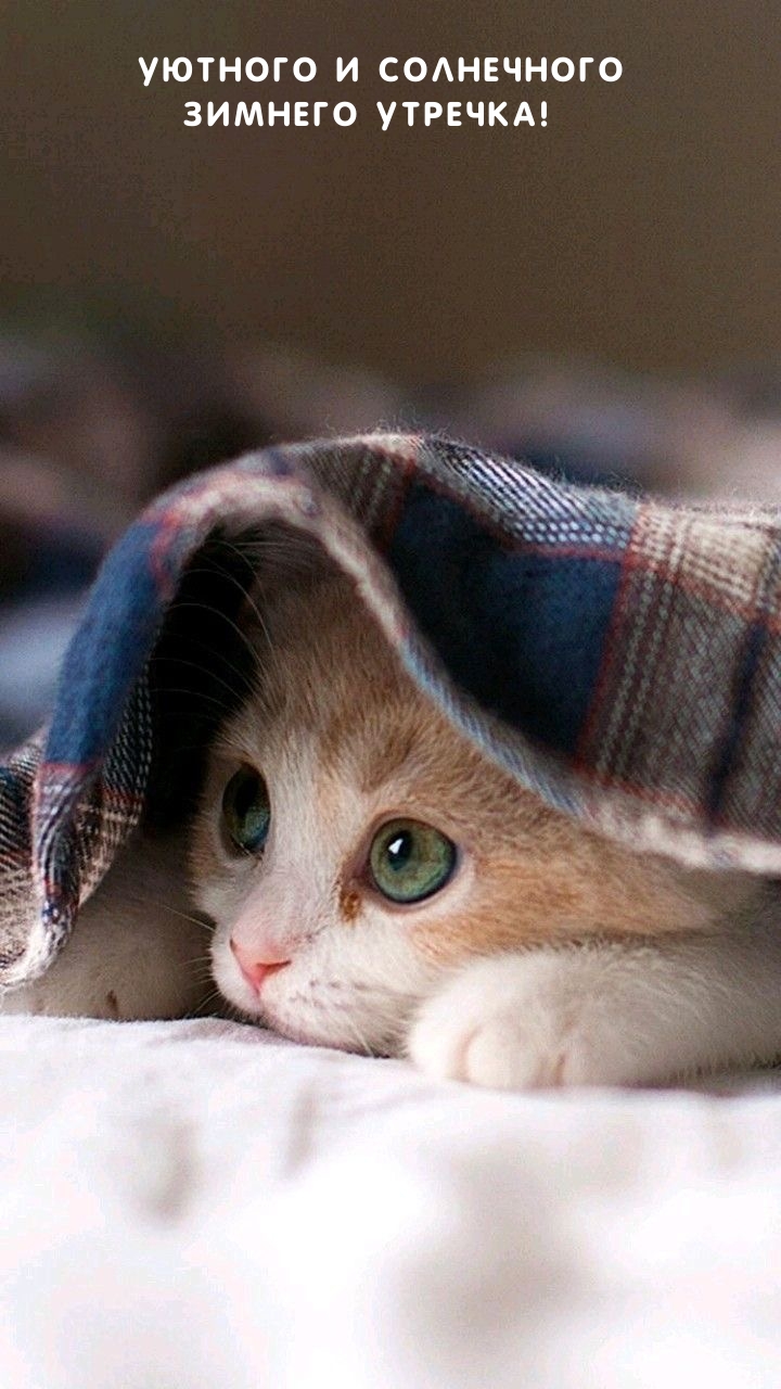 Уютного и солнечного зимнего утречка!