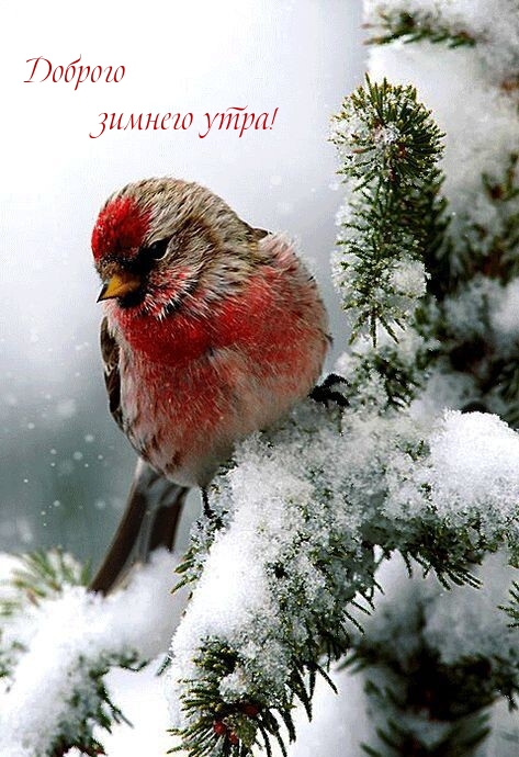 Доброго зимнего утра!