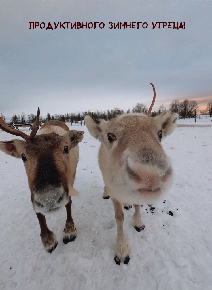 Продуктивного зимнего утреца!