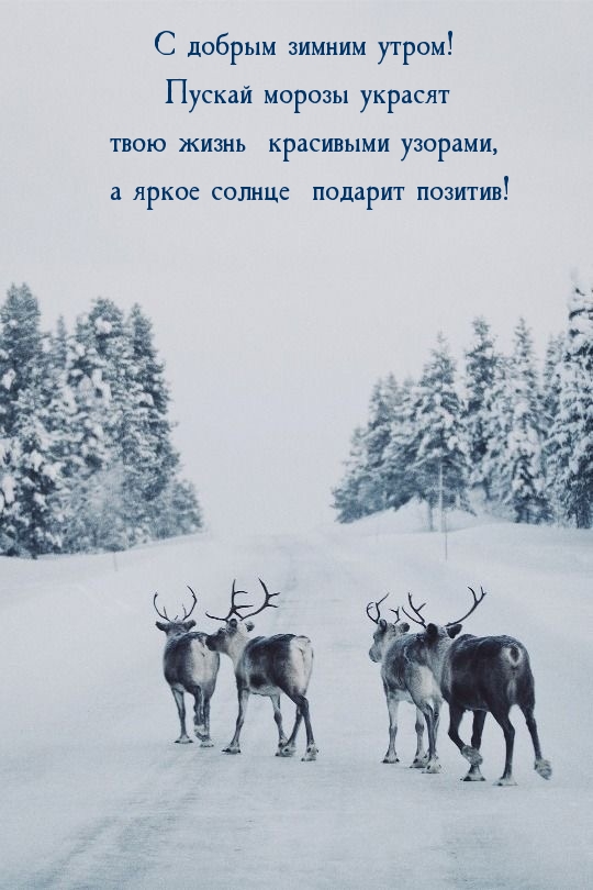 С добрым утром! Пускай морозы украсят жизнь красивыми узорами