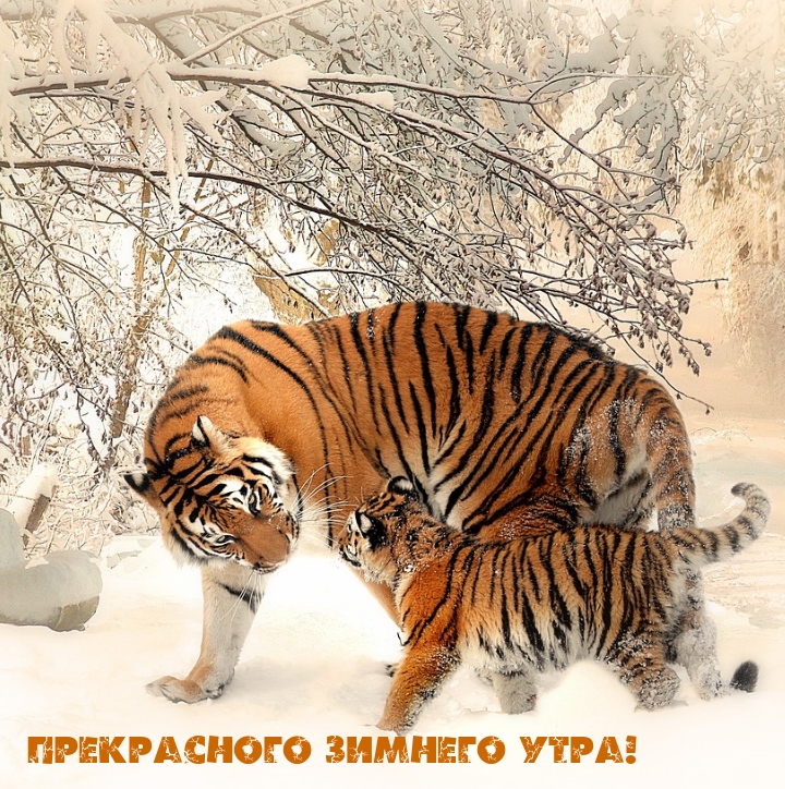 Прекрасного зимнего утра!