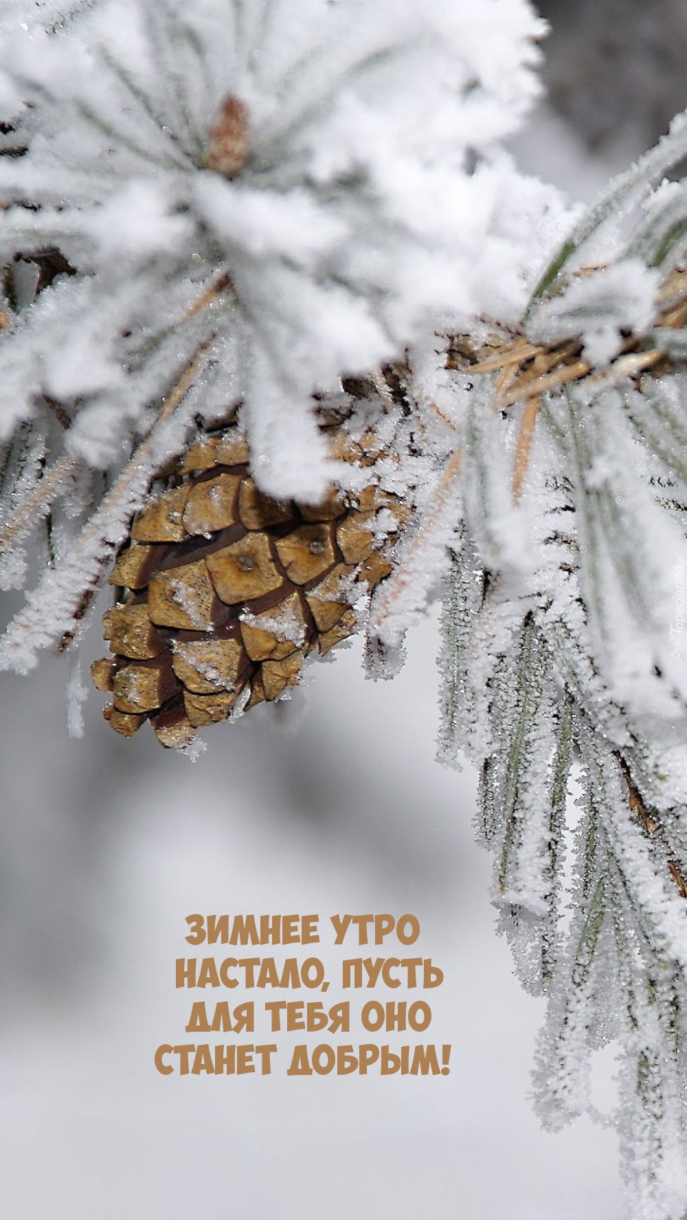 Зимнее утро настало, пусть для тебя оно станет добрым!