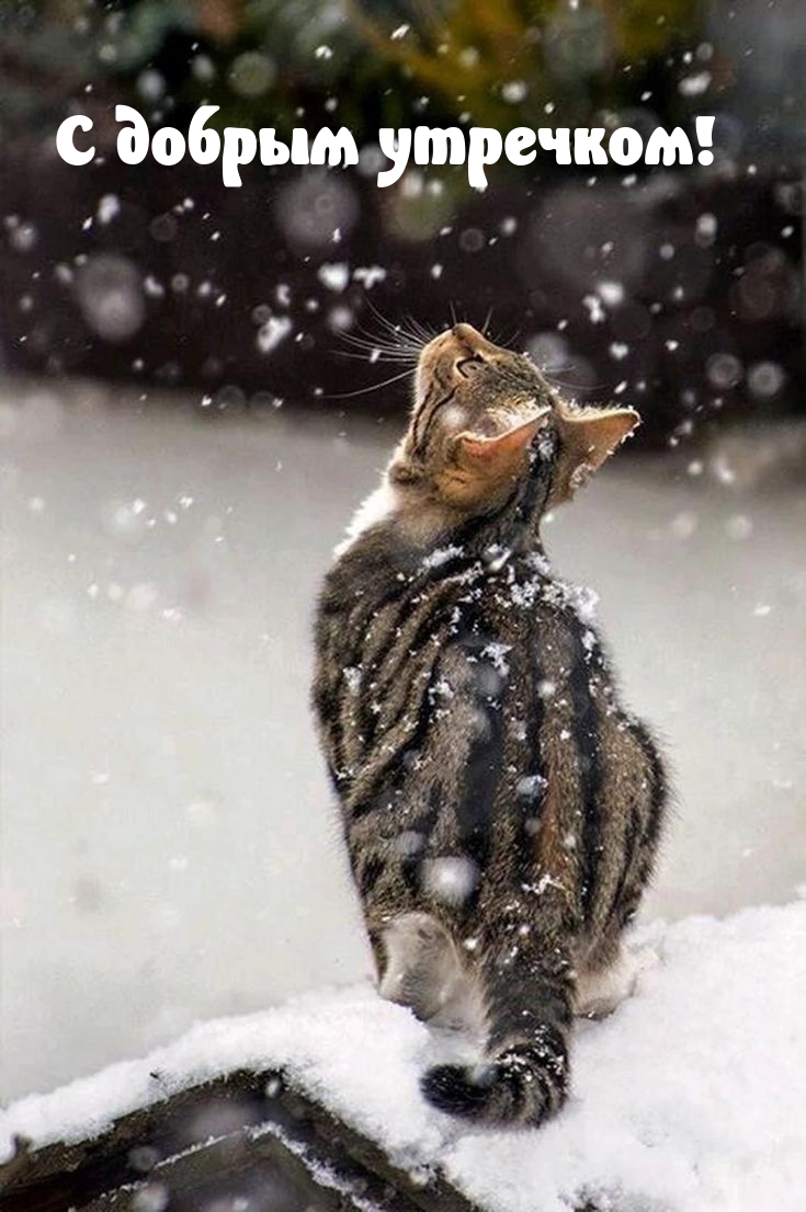 С добрым утречком!