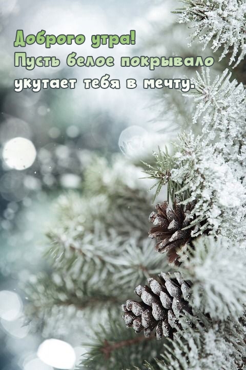 Доброго утра! Пусть белое покрывало укутает тебя в мечту.