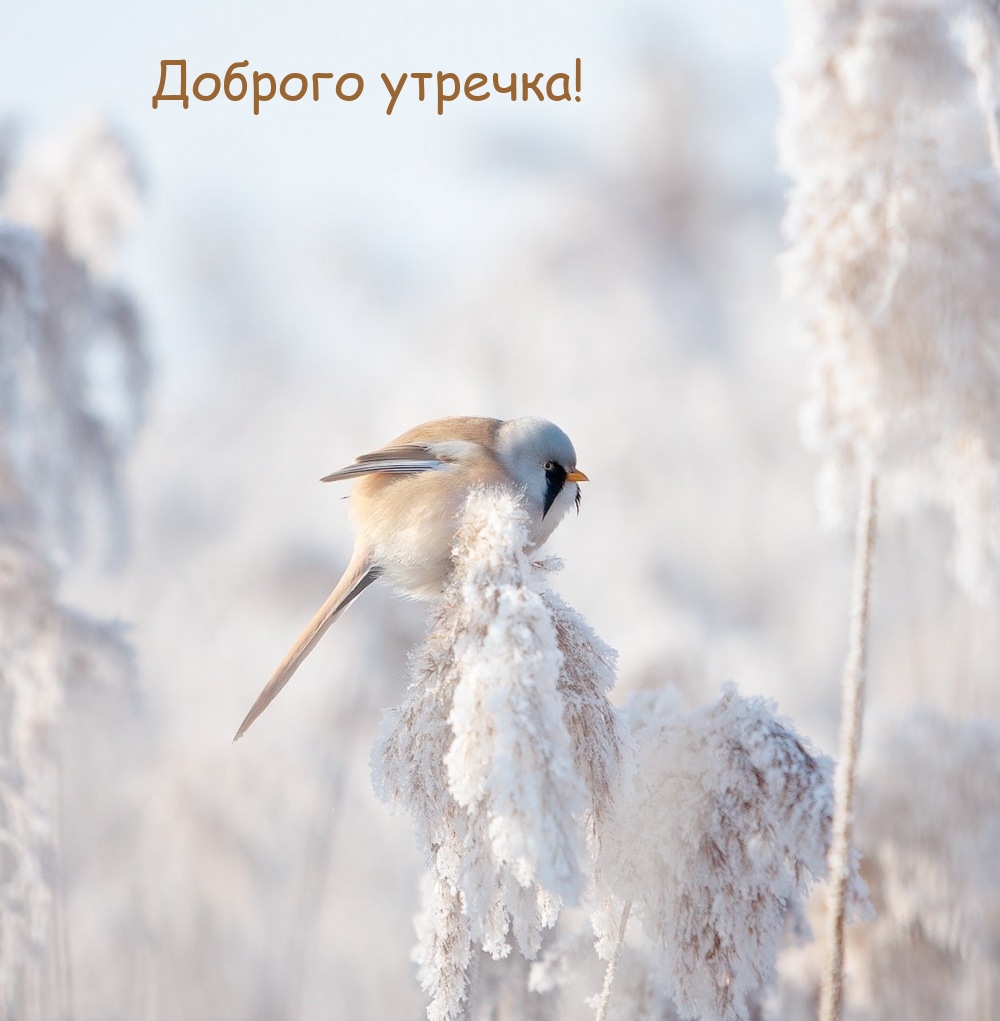 Доброго утречка!