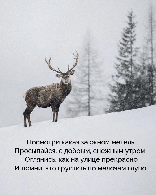 Посмотри какая за окном метель, просыпайся, с добрым, снежным утром!