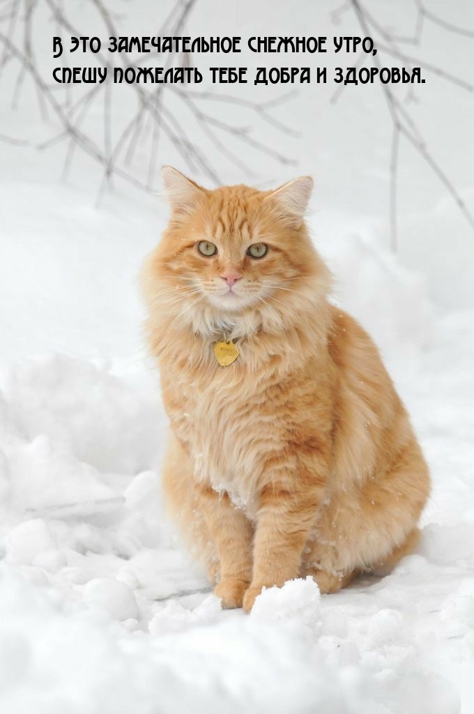 В это замечательное снежное утро, спешу пожелать добра и здоровья.