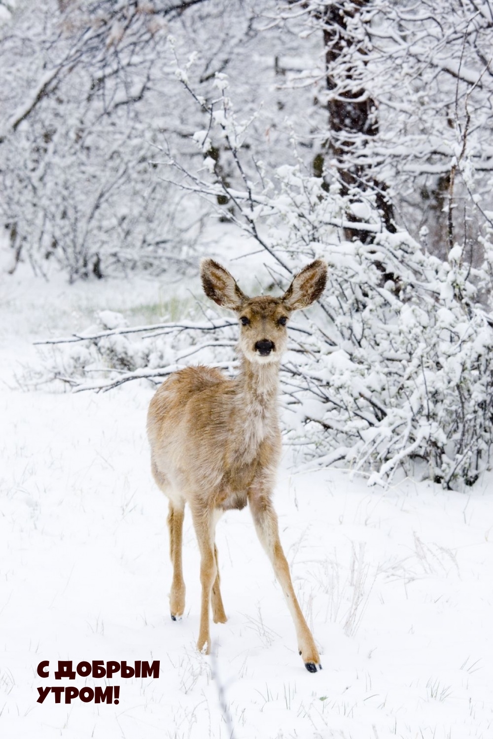 С добрым утром!