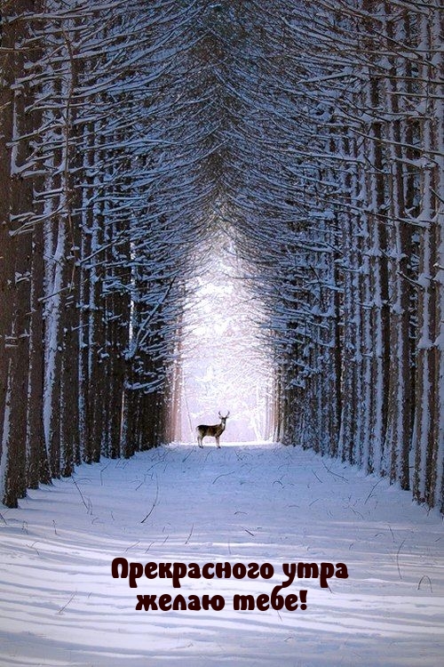 Прекрасного утра желаю тебе!