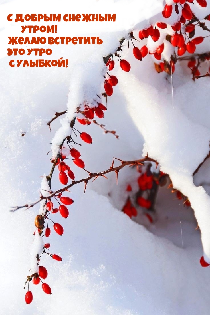 С добрым снежным утром! Желаю встретить это утро с улыбкой!