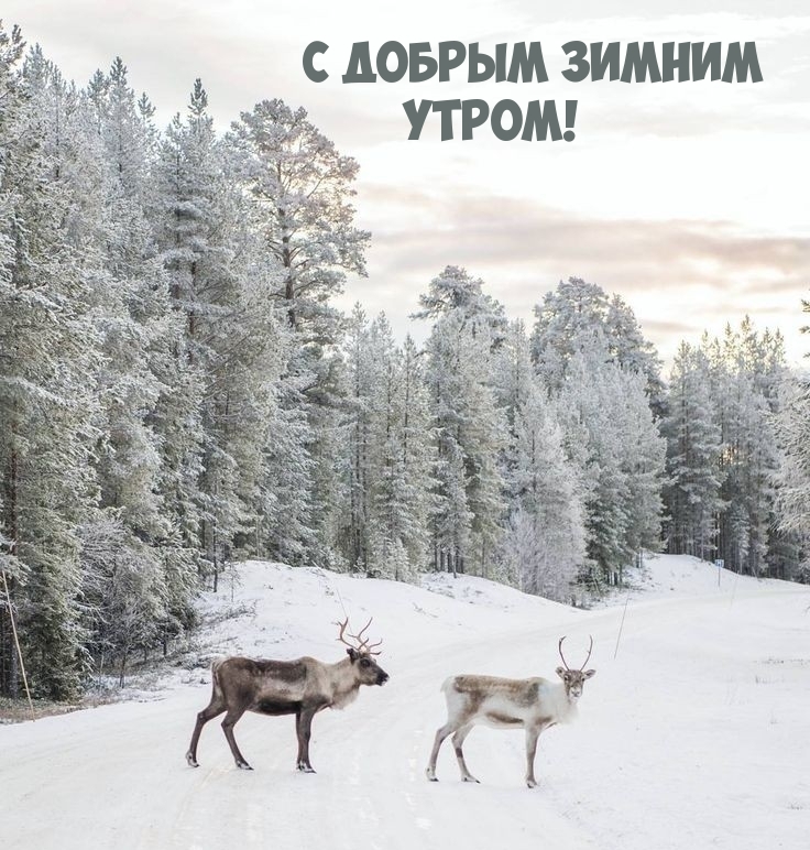 С добрым зимним утром!