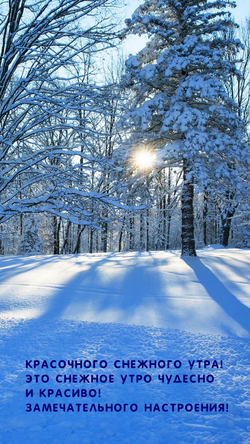 Красочного снежного утра! Это снежное утро чудесно и красиво!