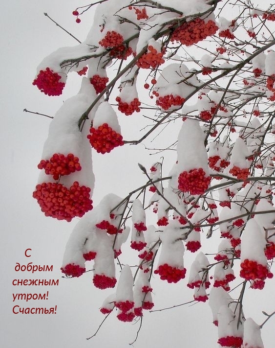 С добрым снежным утром! Счастья!