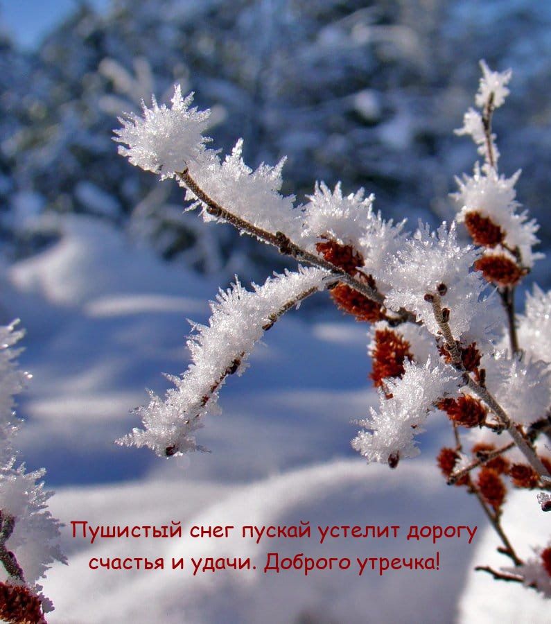 Пушистый снег пускай устелит дорогу счастья. Доброго утречка!