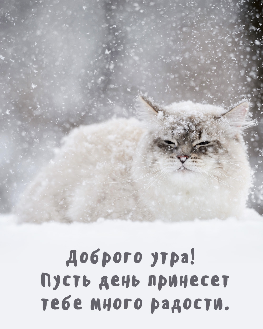 Доброго утра! Пусть день принесет тебе много радости.   