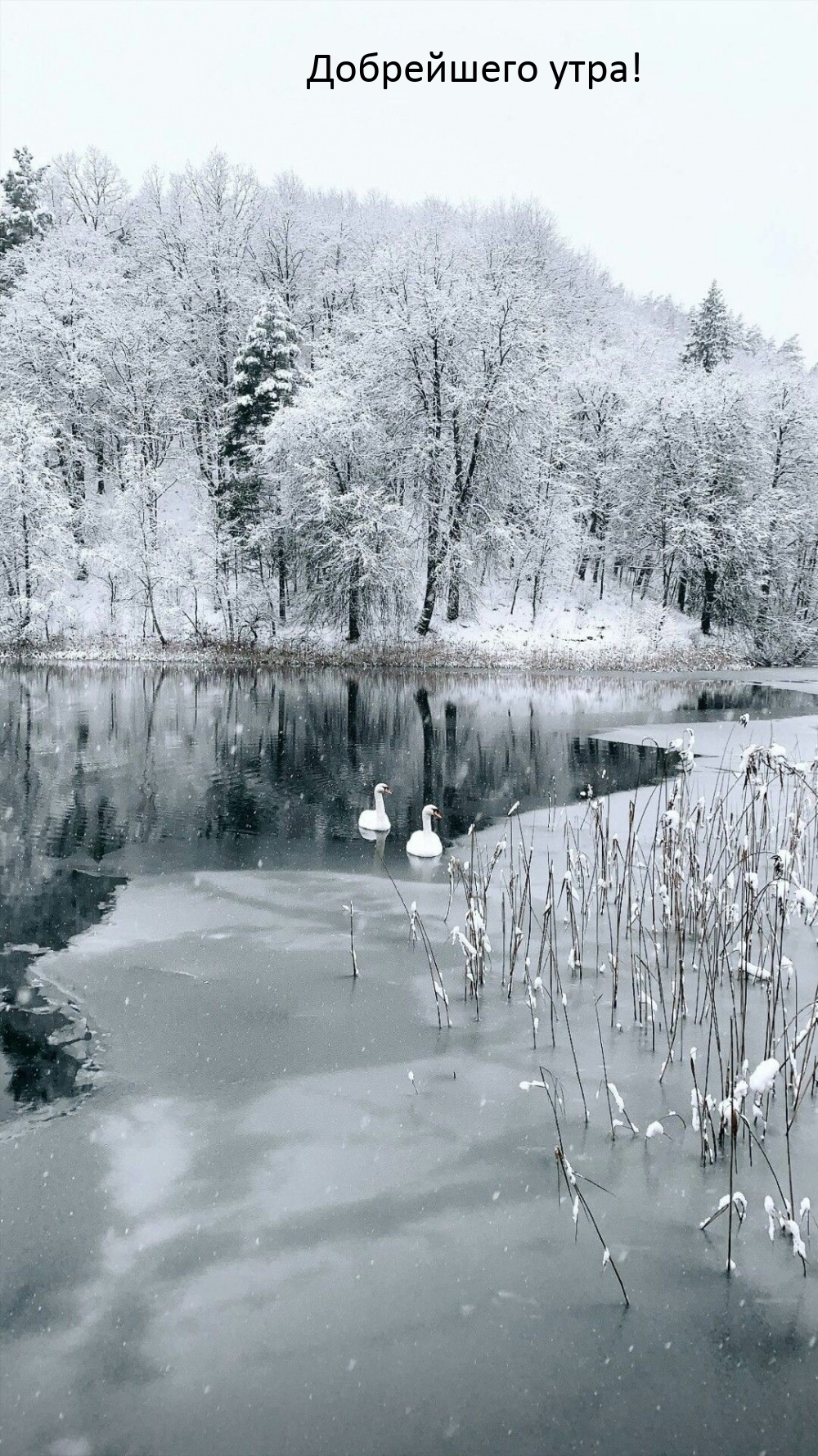 Добрейшего утра!