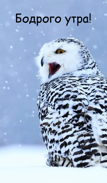 Бодрого утра!