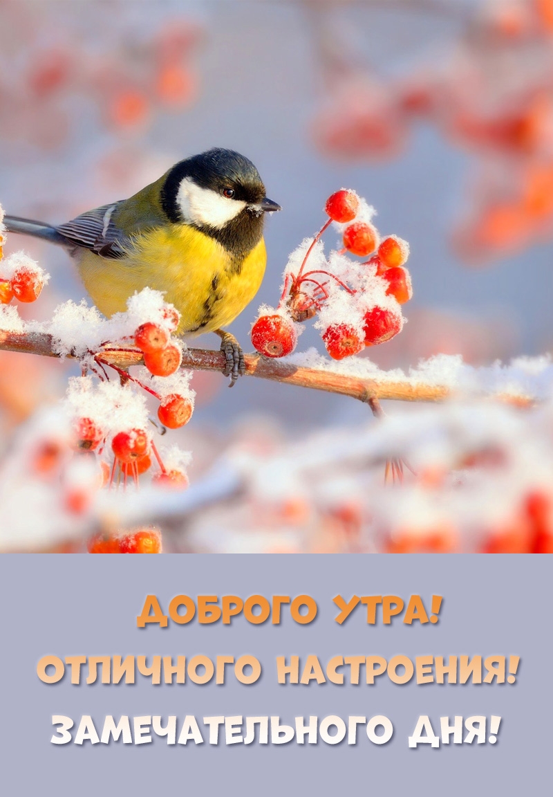 Доброго утра! Отличного настроения! Замечательного дня!