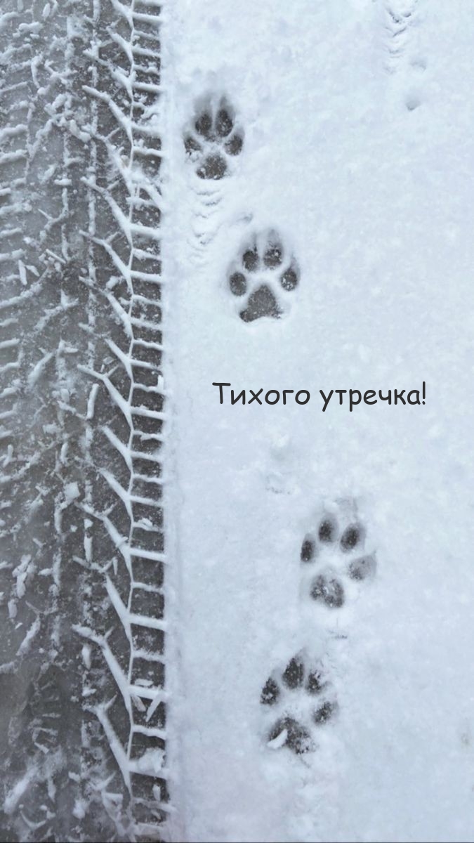 Тихого утречка!