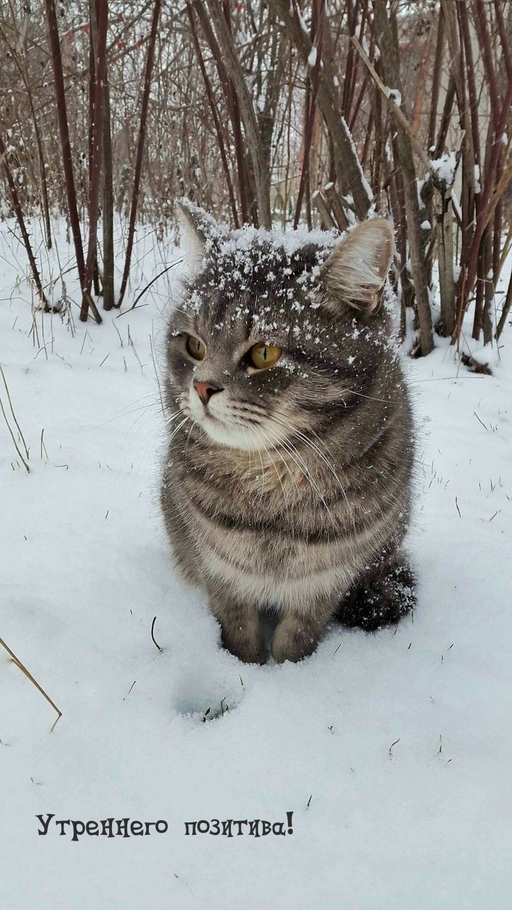 Утреннего позитива!