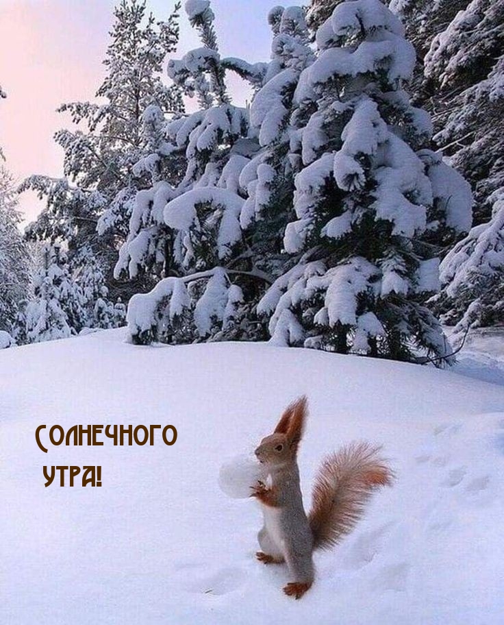 Солнечного утра!