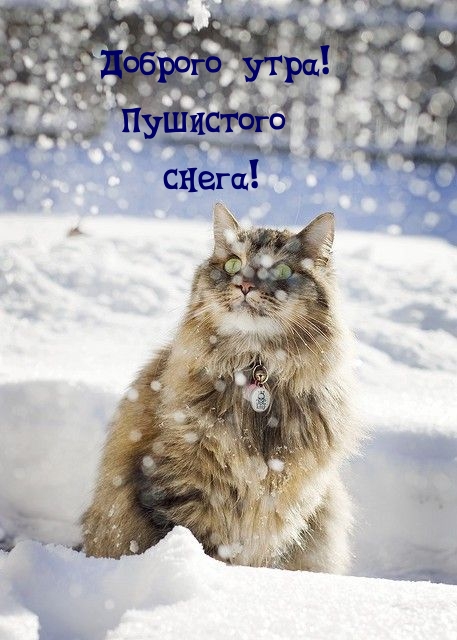 Доброго утра! Пушистого снега!
