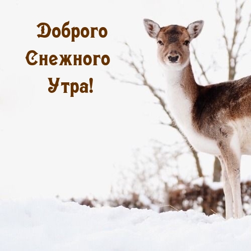 Доброго Снежного Утра!