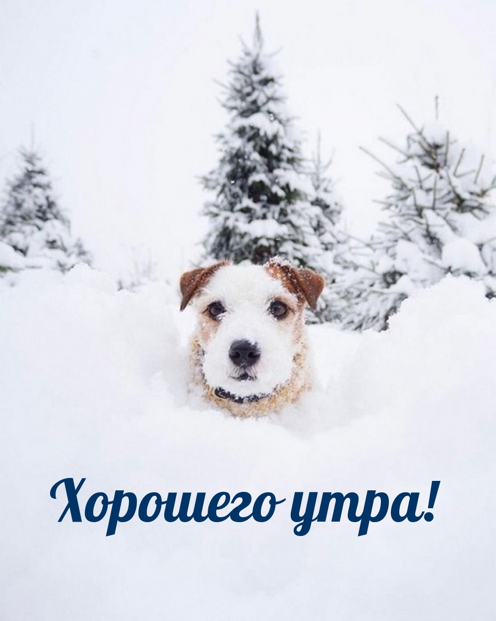 Хорошего утра!