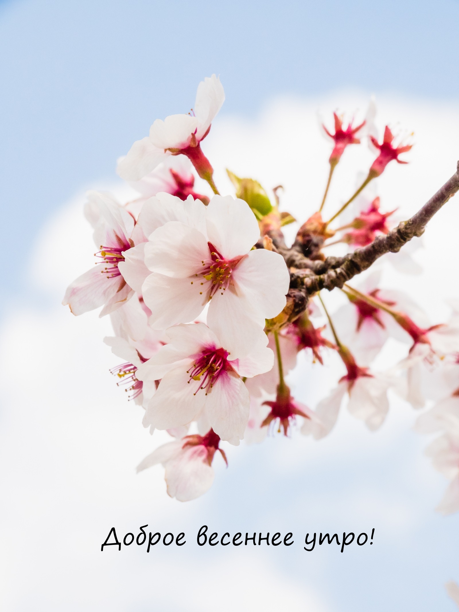 Доброе весеннее утро!