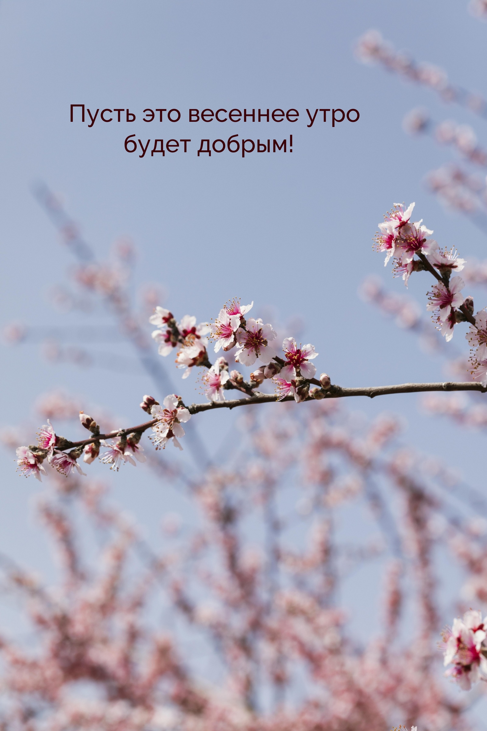 Пусть это весеннее утро будет добрым!