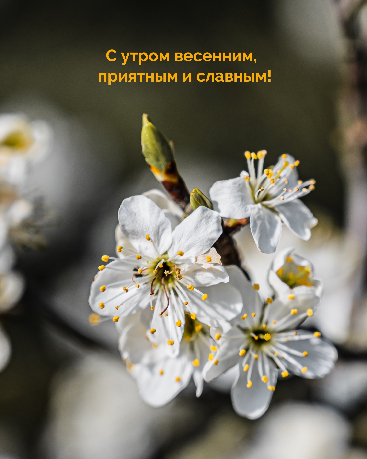 С утром весенним, приятным и славным!