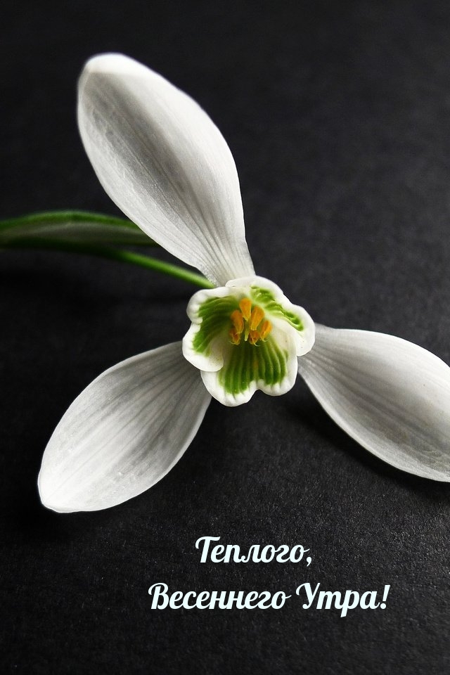 Теплого, Весеннего Утра!