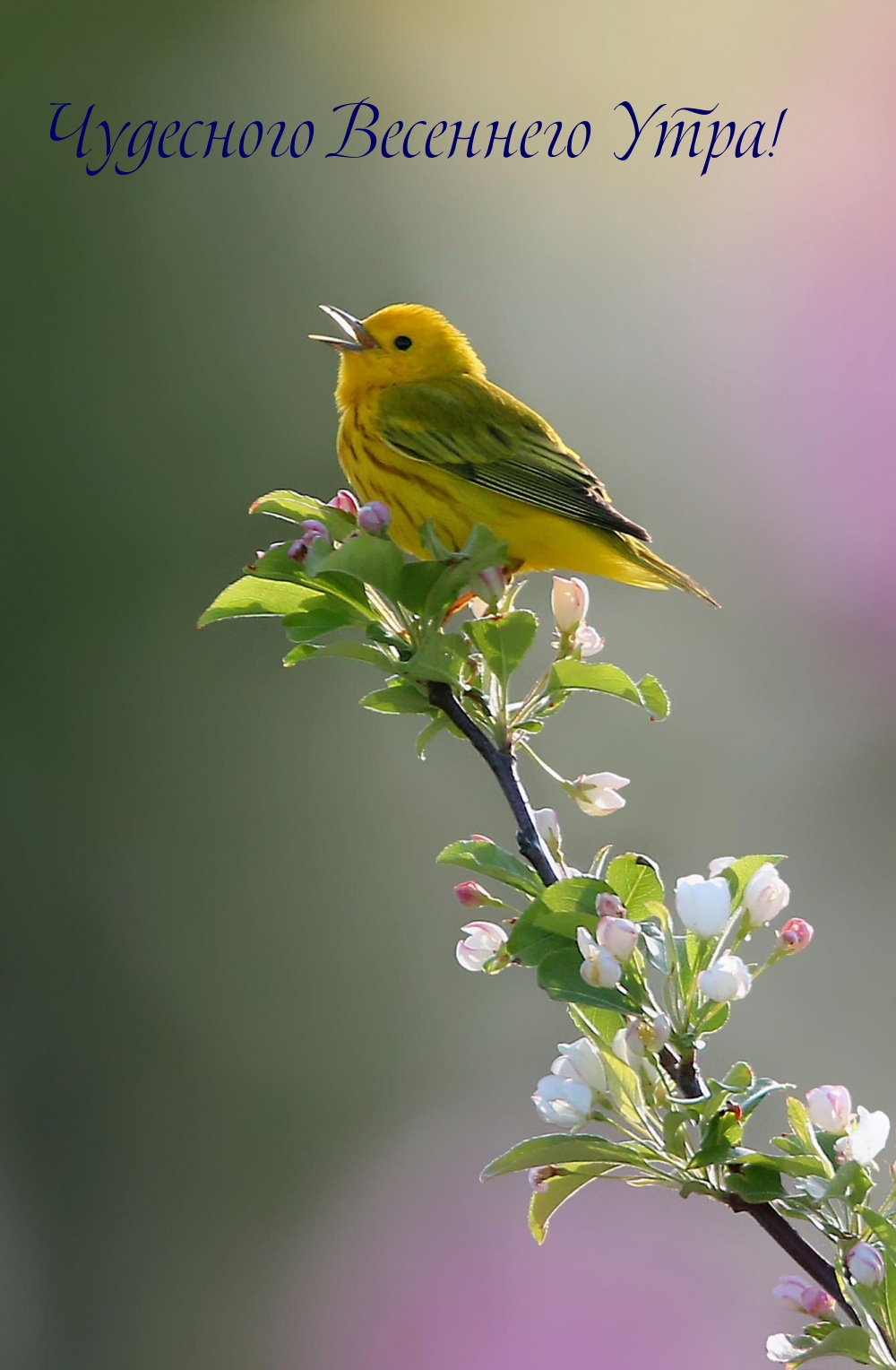 Чудесного Весеннего Утра!