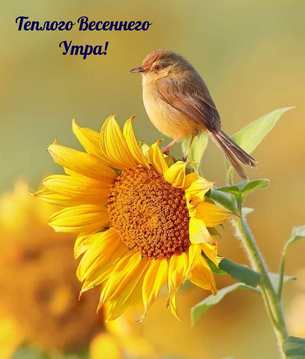 Теплого Весеннего Утра!