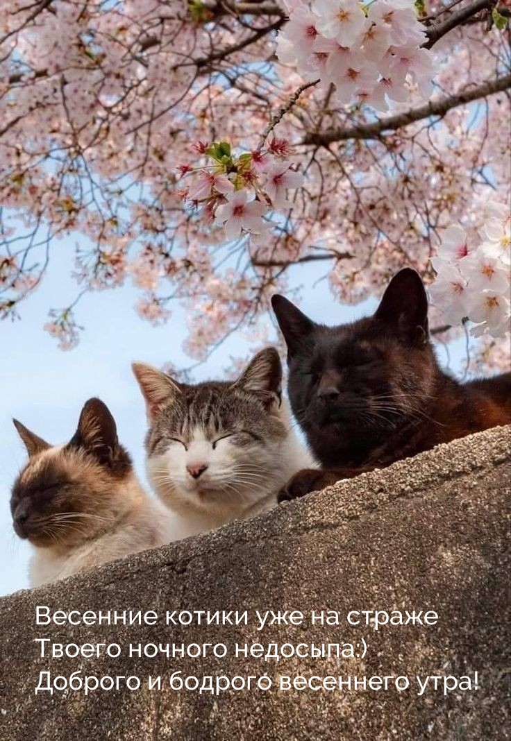 Весенние котики уже на страже твоего ночного недосыпа:)