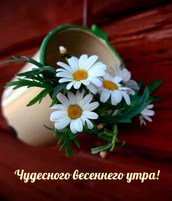 Чудесного весеннего утра!