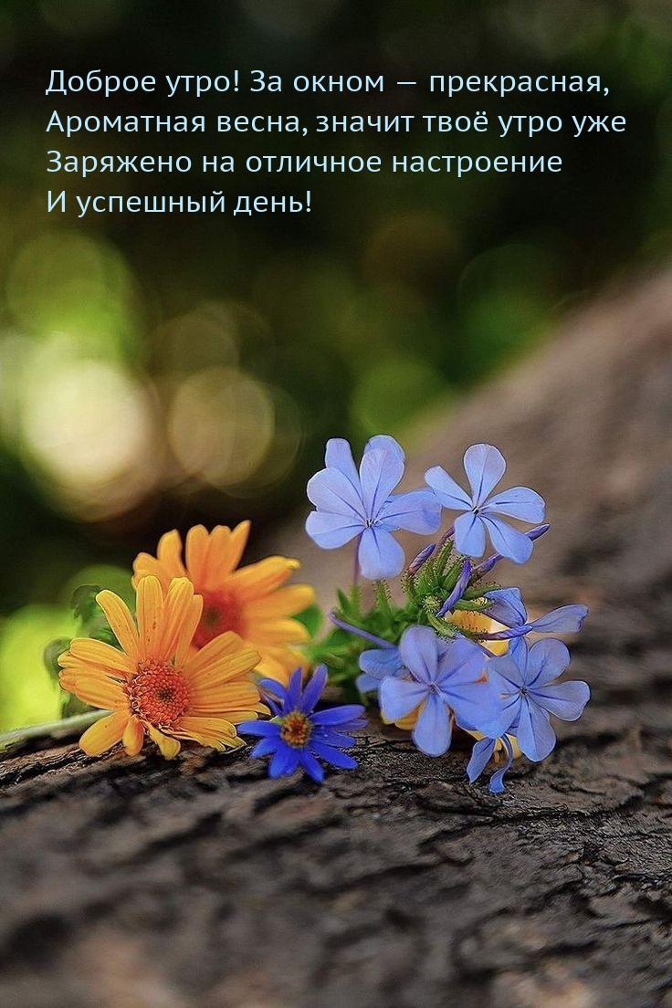 Доброе утро! За окном — прекрасная, ароматная весна