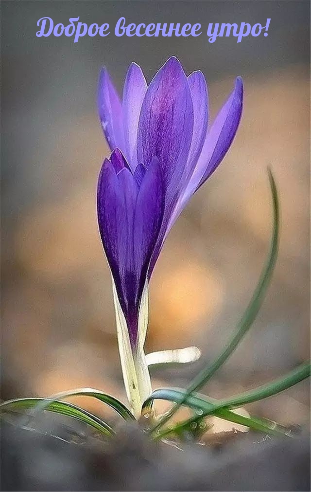 Доброе весеннее утро!