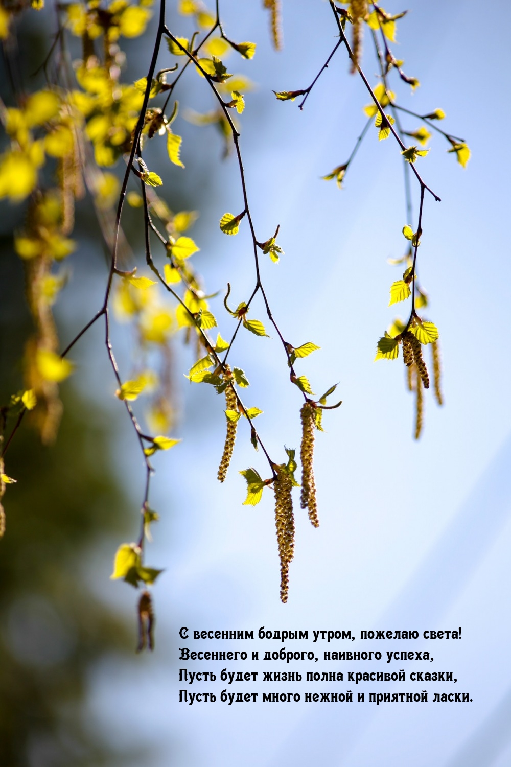 С весенним бодрым утром, пожелаю света!