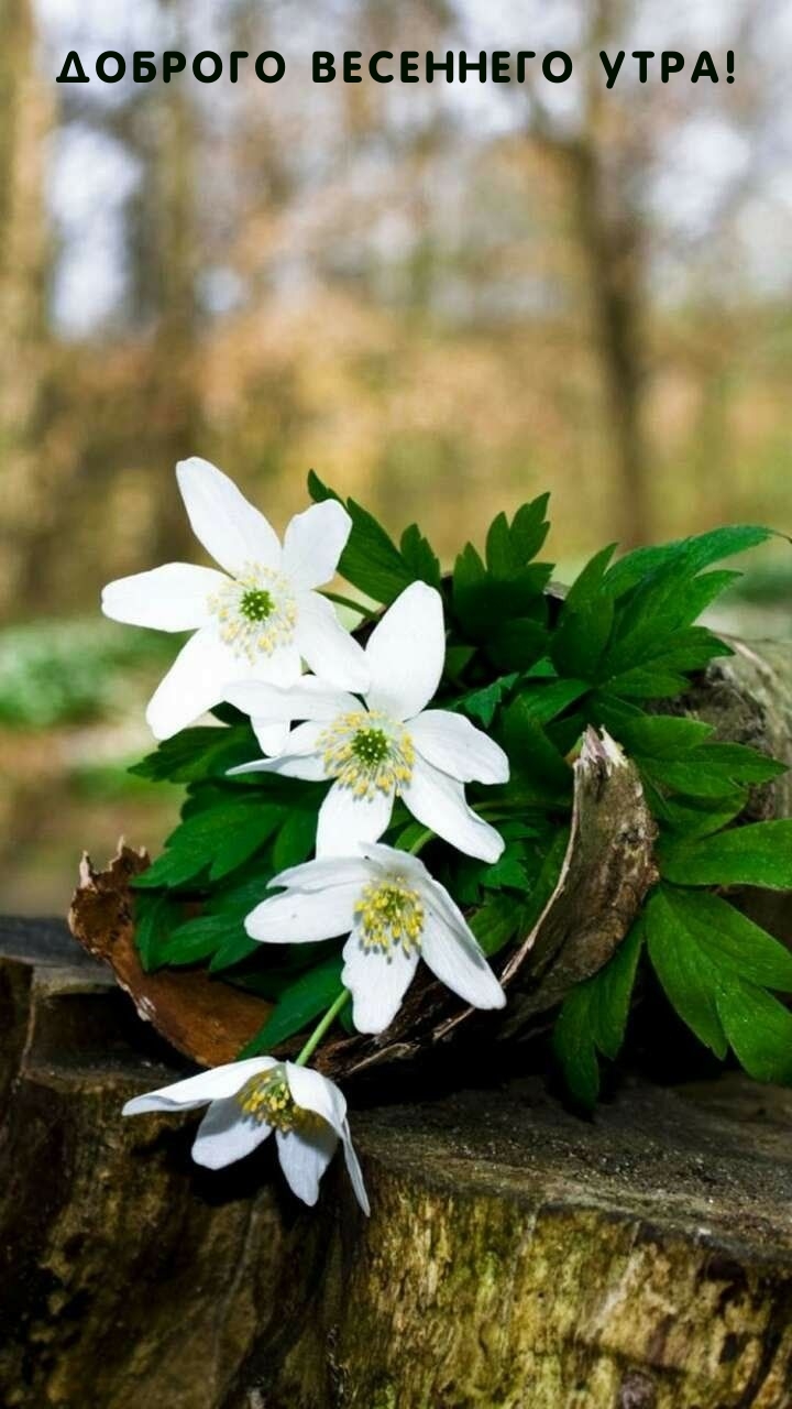 Доброго весеннего утра!