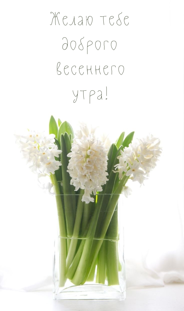 Желаю тебе доброго весеннего утра!