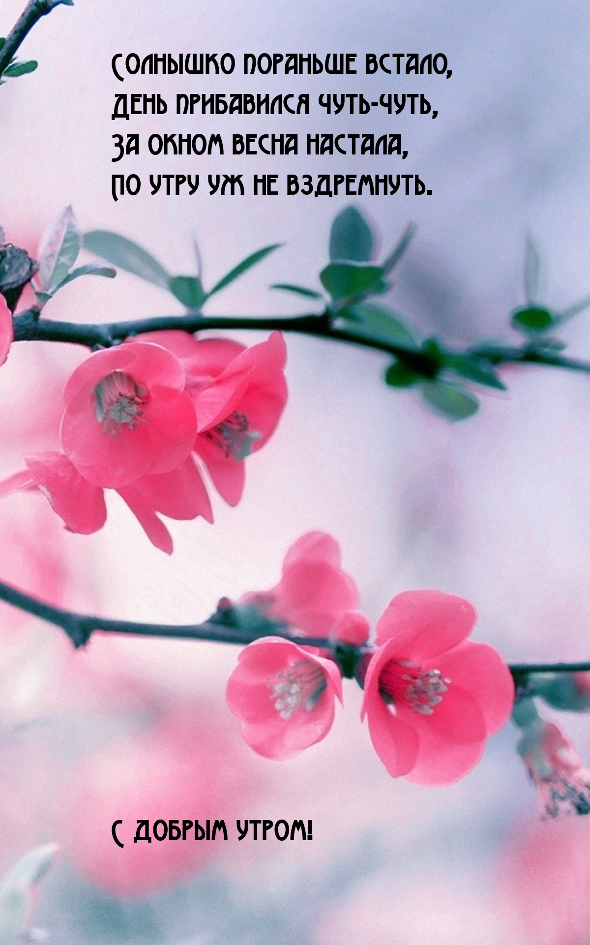 Солнышко пораньше встало, день прибавился чуть-чуть