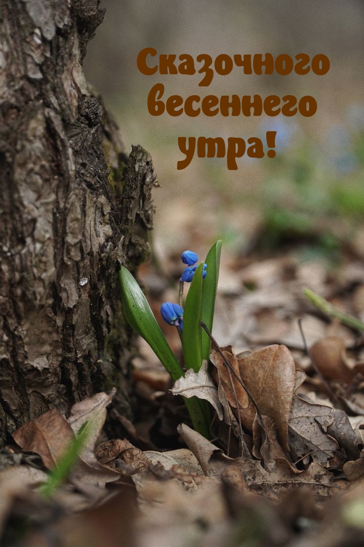 Сказочного весеннего утра!
