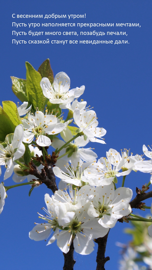 С весенним утром! Пусть утро наполняется прекрасными мечтами