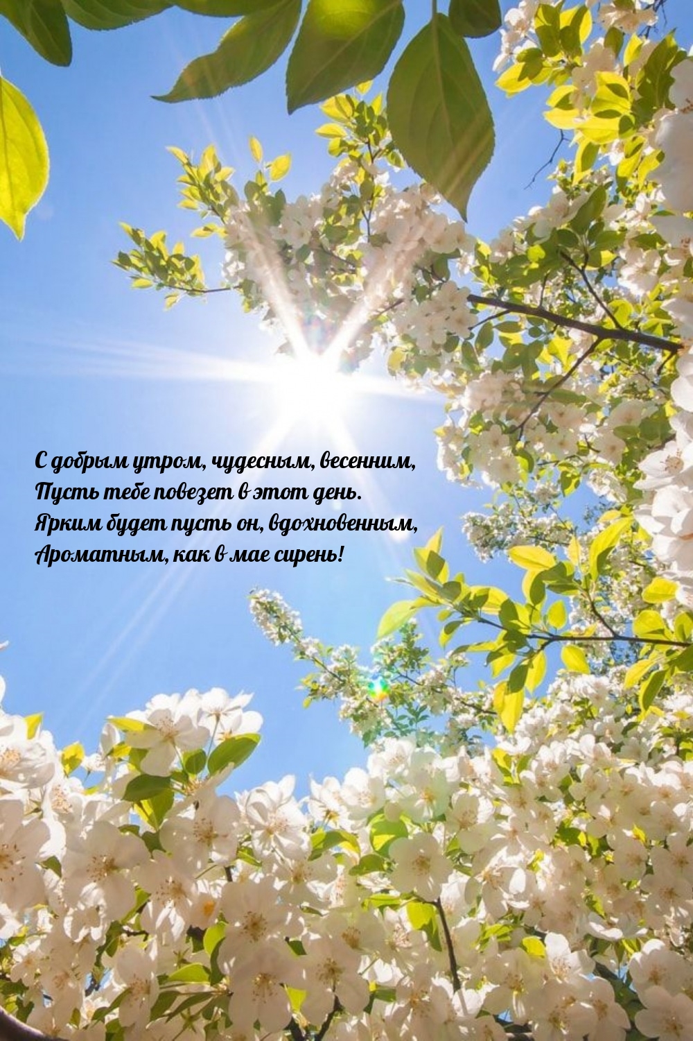 С добрым утром, чудесным, весенним, пусть тебе повезет в этот день.